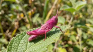 Una cavalletta rosa su una foglia verde in un ambiente naturale