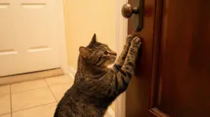 Gatto tigrato che cerca di aprire una porta chiusa con le zampe