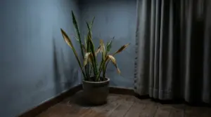 Sansevieria in un angolo buio della casa con foglie ingiallite